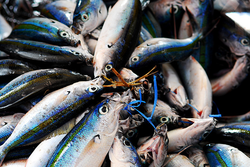 光谱分析为鱼类质量评估和TMA检测提供了新的可
