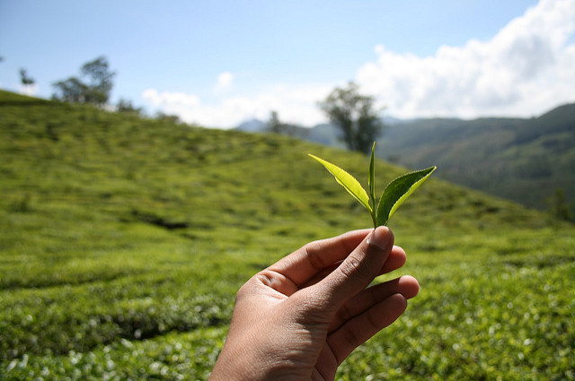 瓶装茶色彩一致性：选择一种可靠的产品分析方